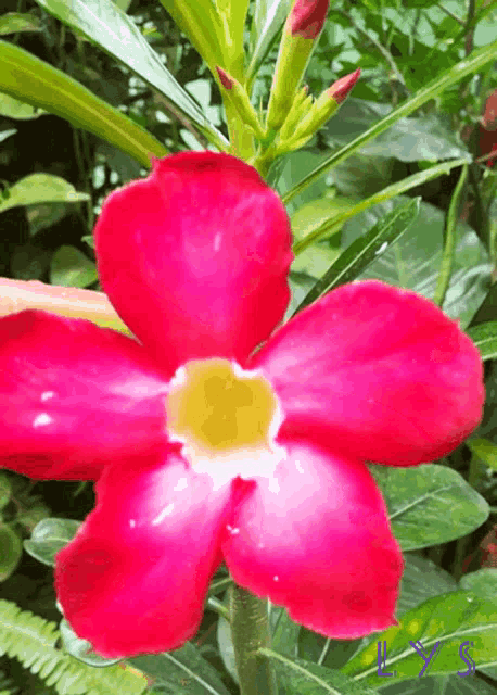 Florecer Flower GIF - Florecer Flower Plant GIFs