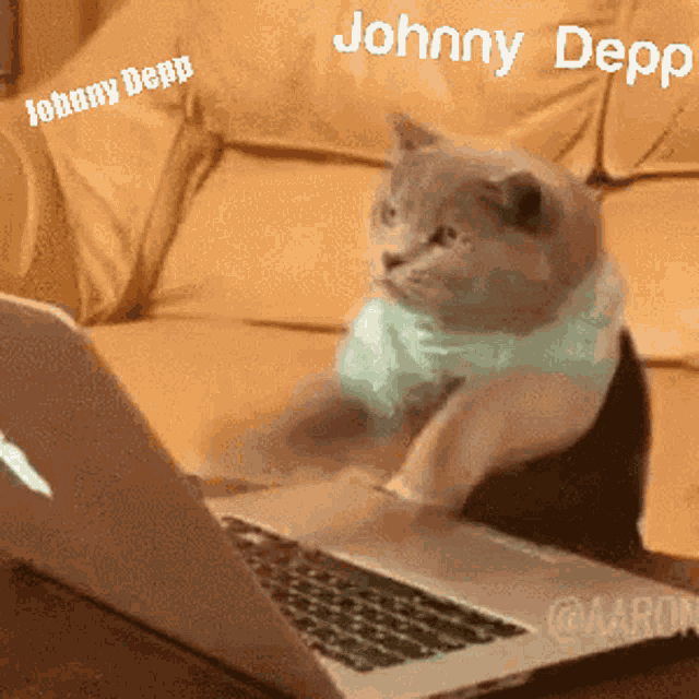a cat is sitting in front of a laptop with the name johnny depp on the bottom