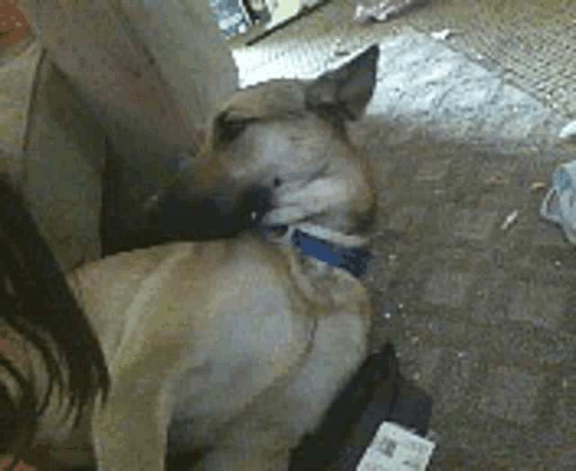 a dog wearing a blue collar is laying down on the floor