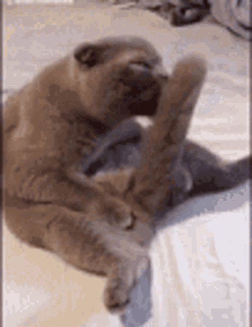 a cat is laying on its back on a bed and scratching itself .