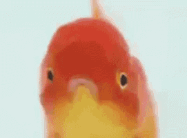 a close up of a fish with a red head and yellow body looking at the camera .