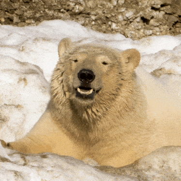 Smiling Polar Bear GIF - Smiling Polar Bear Robert E Fuller GIFs