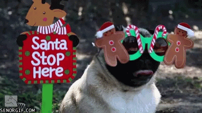 Santa Stop Here Pugs GIF - Santa Stop Here Pugs Dogs GIFs