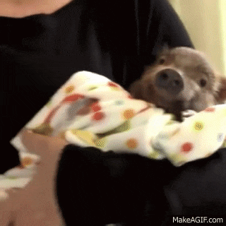 a person is holding a baby sloth in their arms and it is looking at the camera .
