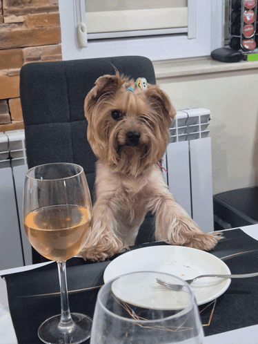 Dog Dog Dinner GIF - Dog Dog Dinner Dog On Table GIFs
