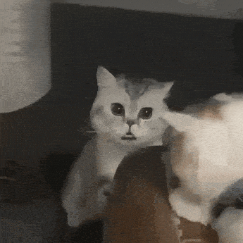 a cat is sitting on a couch and looking at the camera with a surprised look on its face .
