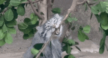 a cat is hanging from a tree branch with its tongue out .