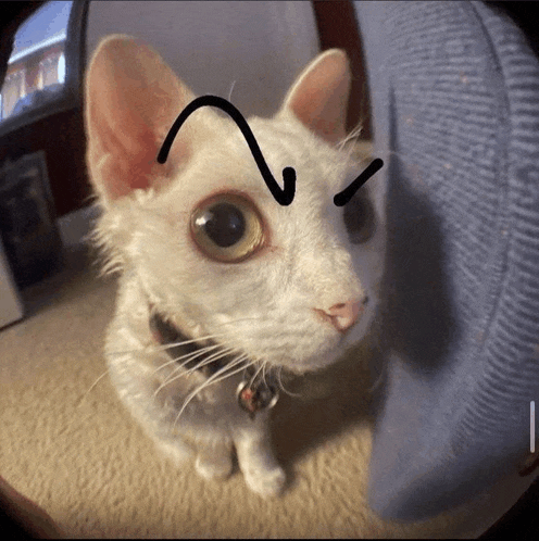 a white cat with a black line drawn on its face