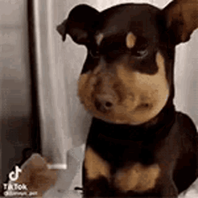 a brown and black dog with a beehive on its face is sitting on a bed .