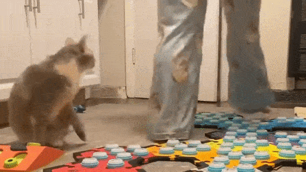 a cat is standing next to a person playing with a toy .