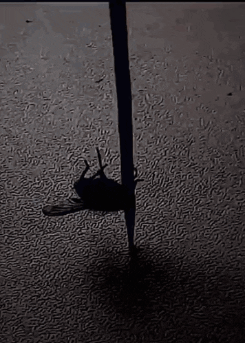 a fly is hanging on a stick on a white surface .