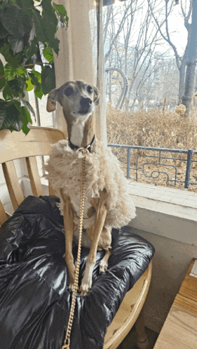 a dog on a leash is sitting on a chair