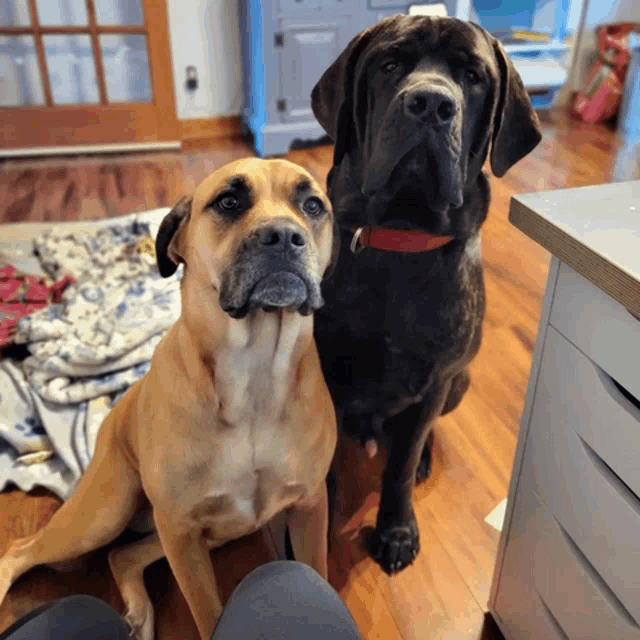 two dogs sitting next to each other on the floor