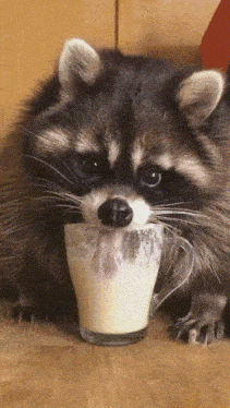 Raccoon Lick GIF - Raccoon Lick Glass GIFs