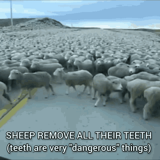 Sheep Gun Control GIF - Sheep Gun Control GIFs