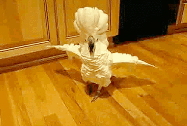 a white cockatoo is standing on a wooden floor with its wings spread .