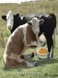 Cow Still Milkin GIF - Cow Still Milkin Cereal GIFs