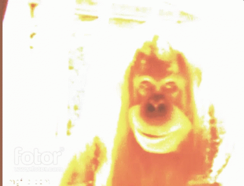 21st Monkey Meme - 21St Monkey - Discover & Share GIFs