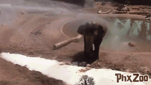 a phx zoo ad shows an elephant standing in front of a pool