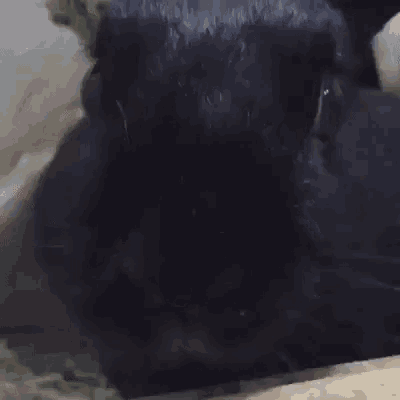 a close up of a black rabbit 's face looking at the camera in a cage .