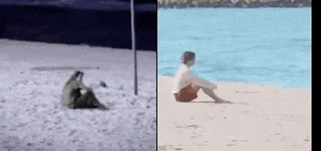 a dog is sitting on the beach next to a person sitting on the beach next to the ocean .