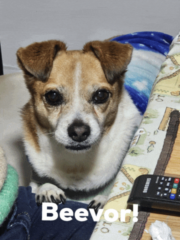 a small dog laying on a blanket next to a samsung remote control