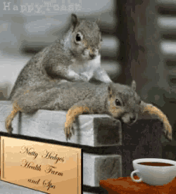 a couple of squirrels laying on a fence next to a sign that says nutty hedges health farm and spa