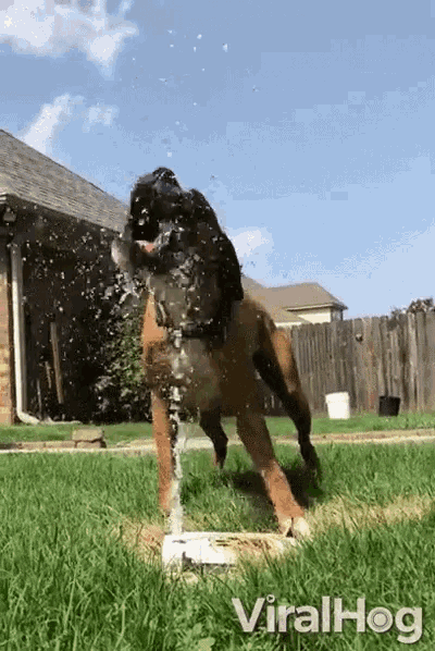 a dog drinking water from a fountain that says viralhog on the bottom right
