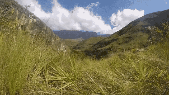 Drakensberg Grass GIF - Drakensberg Grass Peaceful GIFs
