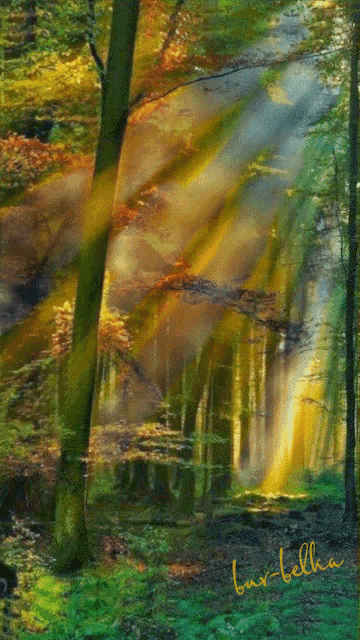 a painting of the sun shining through the trees has the name bar-belka written on it