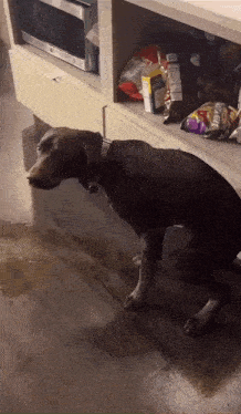 a dog standing in front of a shelf with a bag of potato chips