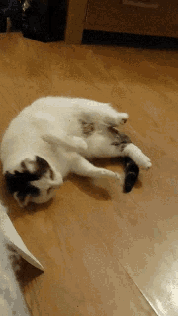 a black and white cat laying on its back on a wood floor