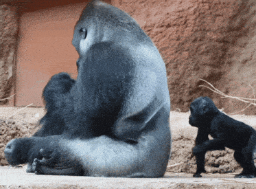 a gorilla and a baby gorilla are looking at each other