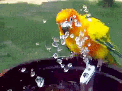 a yellow parrot is splashing water on itself