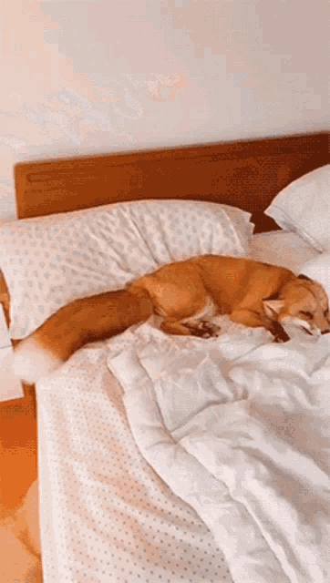 a dog laying on a bed with white sheets