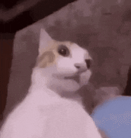 a cat is sitting on a bed and looking at the camera .