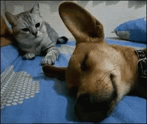 Sleeping Wakeup GIF - Sleeping Wakeup Cat GIFs