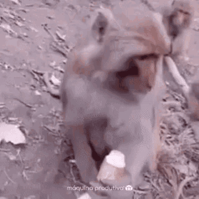 a monkey is eating a piece of ice cream while standing on the ground .