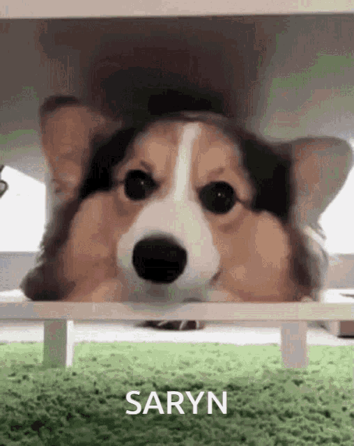 a corgi dog peeking out from under a table with the name saryn written on the bottom