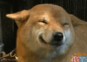 Koiru Dog GIF - Koiru Dog Smiling GIFs