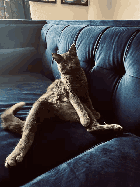 a gray cat laying on a blue couch with its legs crossed