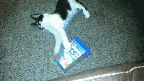 a black and white cat laying on a carpet next to a box of moisturizing cream