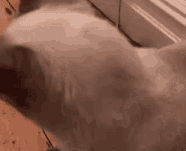 a close up of a cat standing on a kitchen floor .