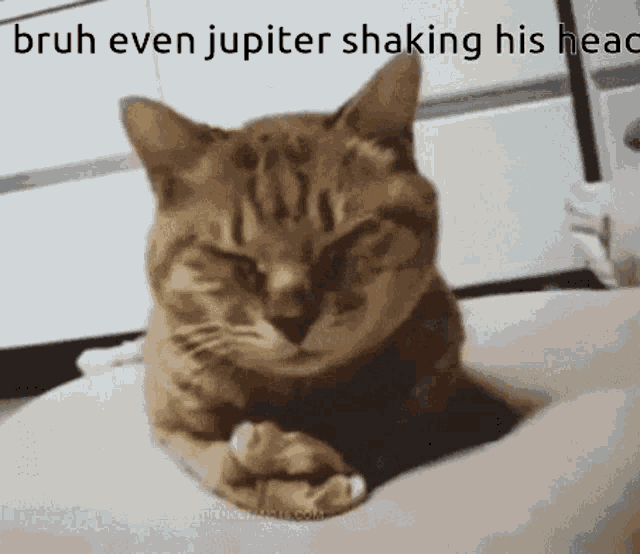 Cat Jupiter GIF - Cat Jupiter Shaking Head GIFs