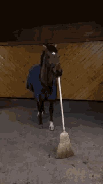 Horse Sweeping GIF - Horse Sweeping Broom GIFs