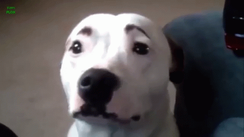 Dogs With Eyebrows GIF - Dogs Eyebrows Wink GIFs