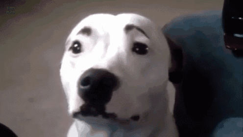 a white dog with a fake eyebrow is sitting on a couch
