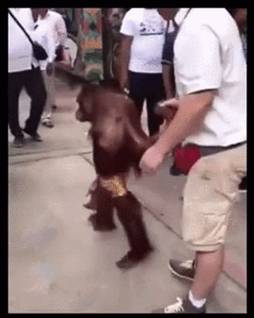 a monkey wearing shorts is being held by a man in khaki shorts