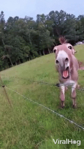 Donkey Viralhog GIF