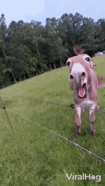 a donkey is standing in a grassy field behind a fence .